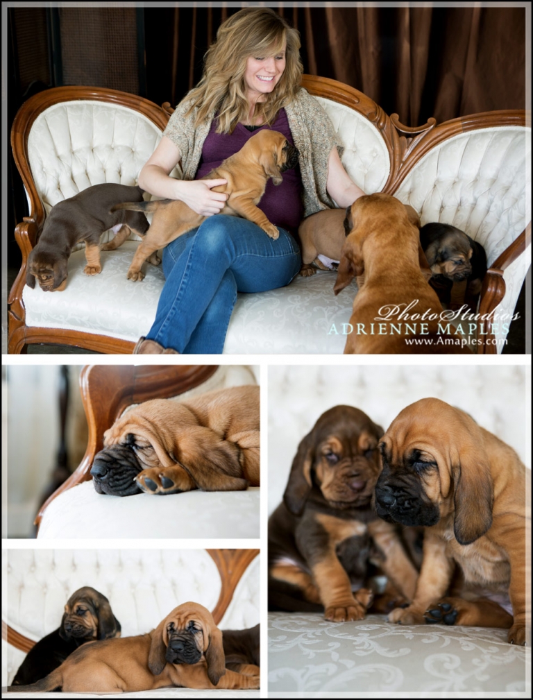 studio-portraits-puppies-in-the-house